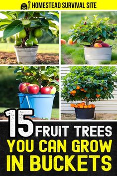 an image of fruit trees in buckets with text that reads 15 fruit trees you can grow in buckets