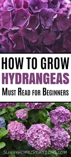 purple flowers with text overlay how to grow hydrangeas must read for beginners