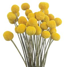 PRICES MAY VARY. Floral arrangement: billy balls flowers dried are very beautiful, the bright yellow color can be matched with any other artificial flowers and dried flowers, it is an interesting addition to your handmade flower arrangement, creating a warm and romantic atmosphere. Gift of nature: billy balls flowers artificial are a lovely and delicate flower that will add a pop of color to your wedding decor. Billy Balls can easily be incorporated into your wedding corsages, bouquets, wedding Diy Flower Arrangements Home, Wedding Table Vases, Yellow Wedding Decorations, Tall Vase Decor, October Wedding Flowers, Flower Arrangements Wedding, Grow Garden, Flower Identification, Citrus Wedding