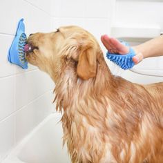 a dog is being groomed in the bathtub with a brush on its head