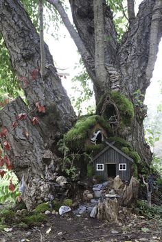 a fairy house built into the side of a tree