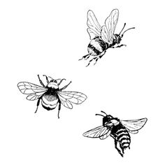 three bees flying in the air with their wings spread out, vintage line drawing or engraving illustration