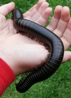 a hand holding a very large black caterpillar