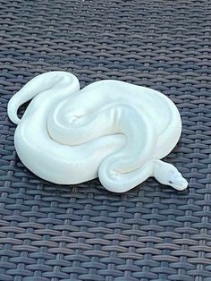 a white snake laying on top of a table