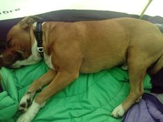 a brown dog laying on top of a green blanket