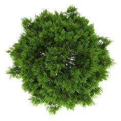 an overhead view of a green tree on a white background with clipping path stock photo