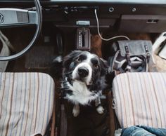 a black and white dog sitting in the driver's seat of a car with text reading teddy and victoria always had a dog