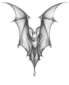 a black and white drawing of a bat with wings spread out, on a white background