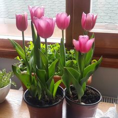 pink tulips are in small pots on the table