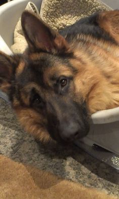 a dog laying in a bowl on the floor