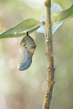 a monarch butterfly emerging from its coco on a tree branch in the sun with drops of water hanging off it's wings