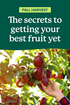 the secrets to getting your best fruit yet by fall harvest on kindle