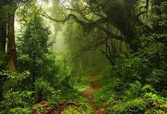 a path in the middle of a lush green forest