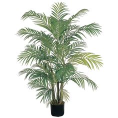 a potted palm tree in a black planter