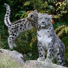 two snow leopards standing on top of rocks in the grass with trees behind them