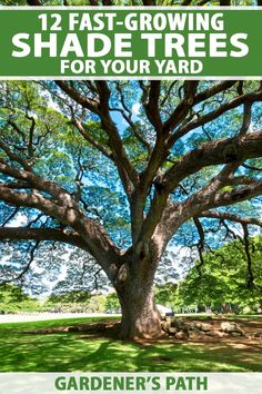 a large tree with the words, 12 fast growing shade trees for your yard