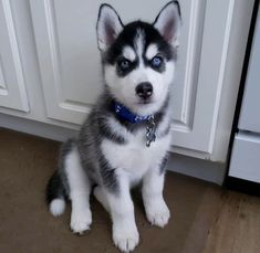 a black and white husky puppy sitting on the floor next to a kitchen cabinet door