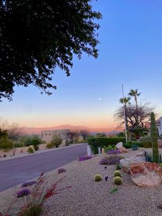 a desert landscape with cacti and succulents in the foreground