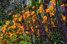 orange and purple flowers are growing in the garden