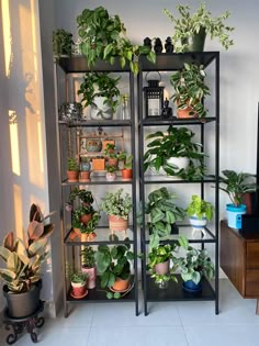 a shelf filled with potted plants next to a tv