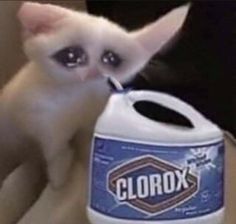 a white kitten sitting next to a bottle of clorox