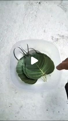 a person pointing at a plant in a bowl