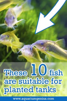 there are 10 fish that are suitable for planted tanks in this article, you can see how to use them