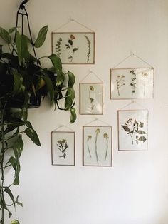 a living room with plants hanging on the wall