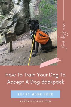 a black dog wearing an orange vest sitting in front of a rock formation with the words how to train your dog to accept a dog backpack