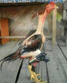 a large bird standing on top of a wooden floor next to another bird with long hair