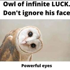 an owl is shown with the caption'owl of infinite luck don't ignore his face powerful eyes