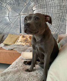 a brown dog sitting on top of a bed next to a wooden tree stump wall