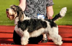 a small black and white dog standing next to a person on a red surface with grass in the background