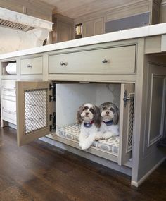 two dogs are sitting in an open cabinet