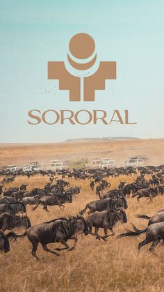 a large herd of wild animals running across a dry grass field with the word sororal above it