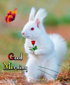 a white rabbit holding a red rose in it's paws with the words good morning