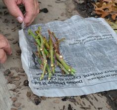 someone is peeling asparagus from a newspaper