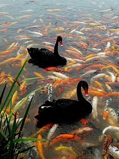 two black swans swimming in a pond full of fish