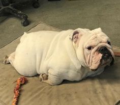 a white dog laying on top of a bed next to a toy tugger and rope