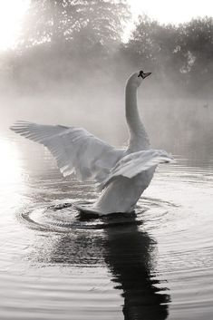 a swan flaps its wings while swimming in the water on a foggy day with trees in the background