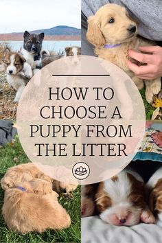 how to choose a puppy from the litter Puppy Week By Week, Puppy Necessities List, Puppy Culture Training, New Puppy Set Up, New Puppies, Puppy Set Up, Puppy Timeline, Dog Storage Ideas, Puppy Must Haves