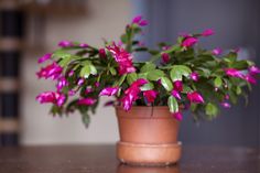 a potted plant with pink flowers on a table