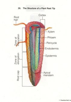 the structure of a plant root tip, with all its major parts labeled in red