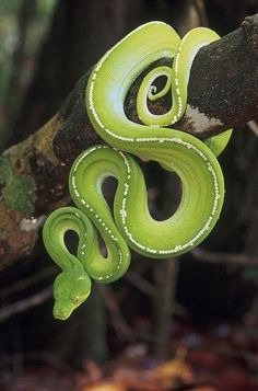 a green and white snake sitting on top of a tree branch