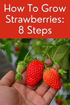 someone holding two strawberries in their hand with the text how to grow strawberries 8 steps