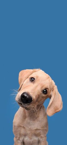 a brown dog sitting on top of a blue floor