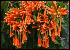 orange flowers with green leaves in the background