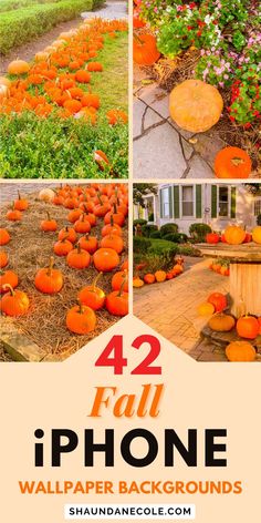 an image of pumpkins on the ground with text overlay that reads 42 fall iphone wallpaper backgrounds