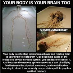 an image of some weird things in the water with caption that reads, your body is your brain too