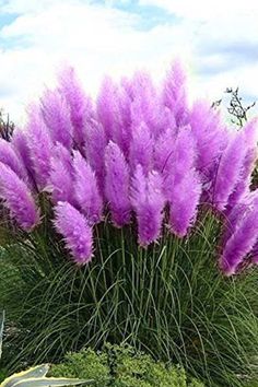 purple flowers are growing in the grass